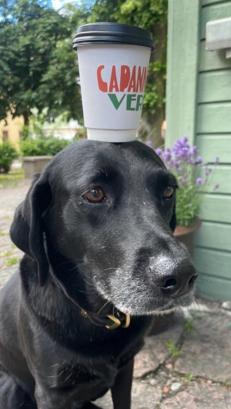 Hund vid kaffebordet utanför glasskiosken
