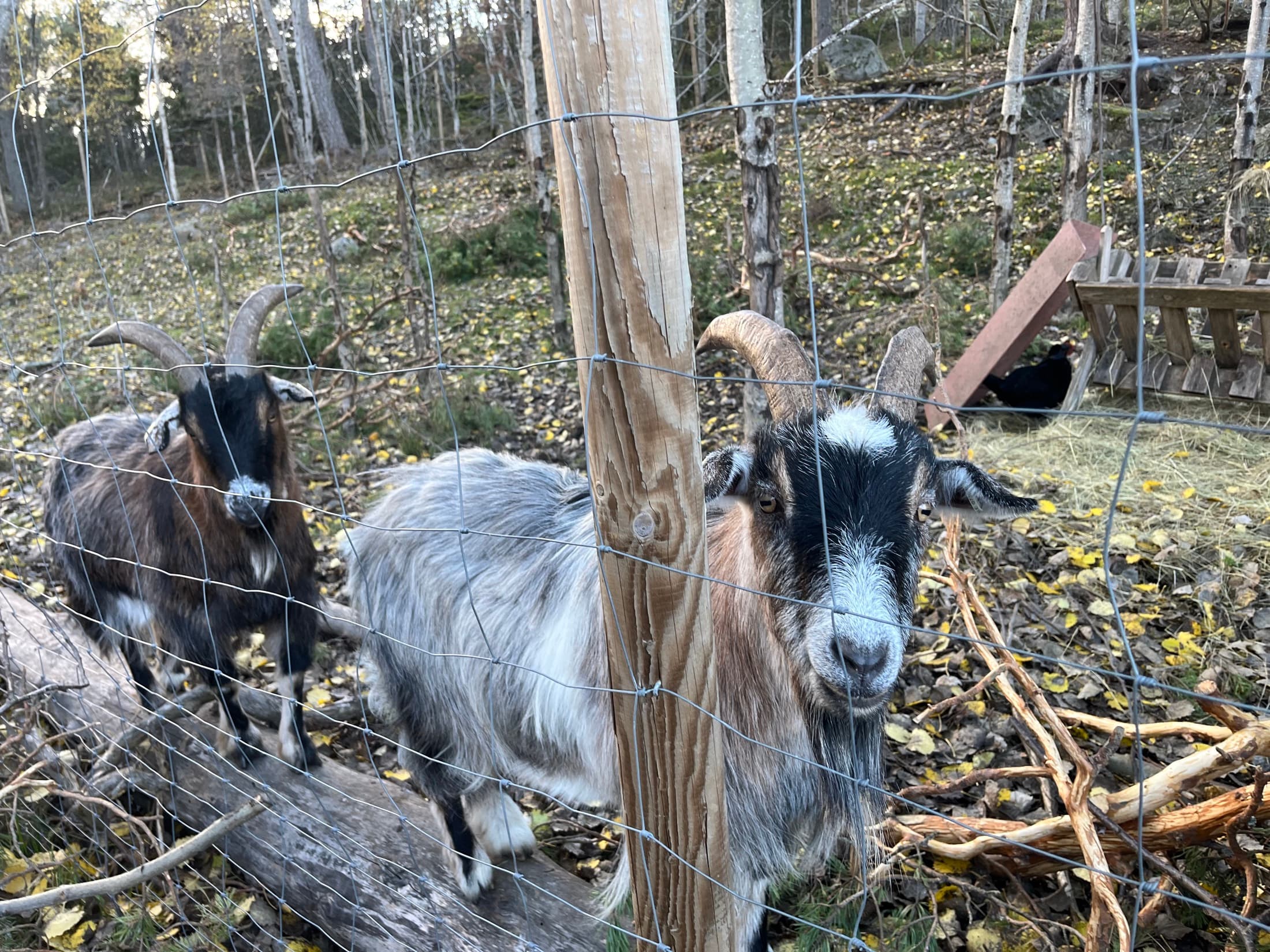 Goats at an ingredient producer's farm